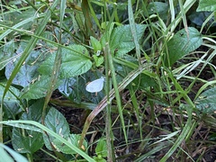 Leptosia nina