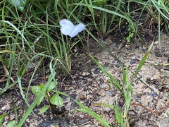 Leptosia nina