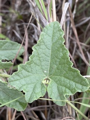 Cucumis althaeoides