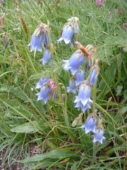 Campanula barbata