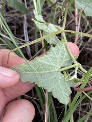 Cucumis althaeoides