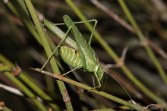 Insara elegans