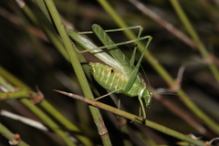 Insara elegans