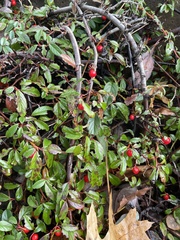 Cotoneaster dammeri