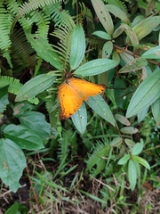 Vindula dejone erotella