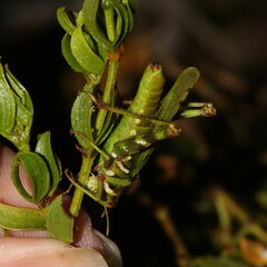 Bootettix argentatus