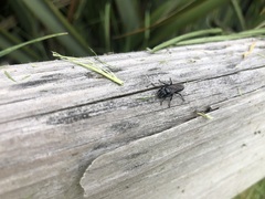 Tachysphex nigerrimus