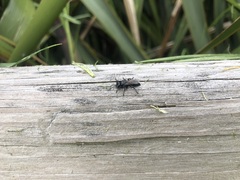 Tachysphex nigerrimus