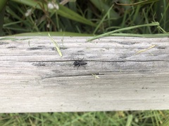 Tachysphex nigerrimus