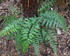 Asplenium gracillimum