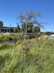 Dacrycarpus dacrydioides