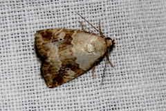 Maliattha amorpha