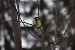 Parus major