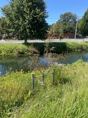 Dacrycarpus dacrydioides