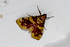Conogethes haemactalis