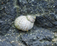 Littorinimorpha
