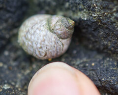 Littorinimorpha