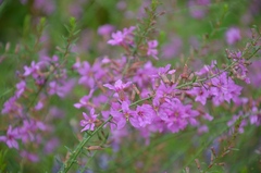 Lythrum virgatum