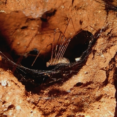 Scytodes longipes