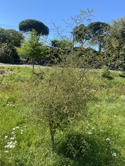 Sophora microphylla