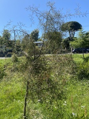 Sophora microphylla