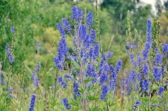 Delphinium retropilosum