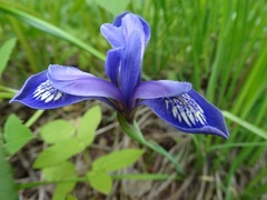 Iris ruthenica