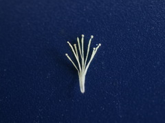 Melaleuca thymoides