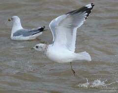 Larus brachyrhynchus