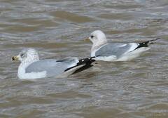 Larus brachyrhynchus