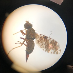 Austrotephritis poenia