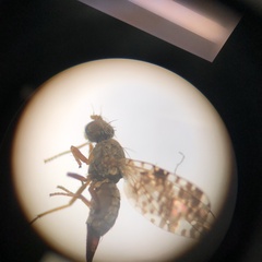 Austrotephritis poenia