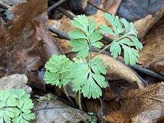 Corydalis flavula