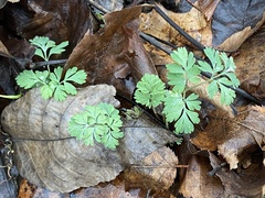 Corydalis flavula