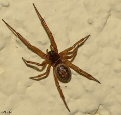 Steatoda nobilis