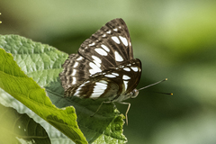 Neptis hylas