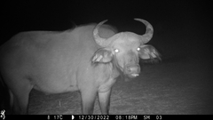 Syncerus caffer brachyceros