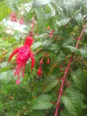 Fuchsia magellanica
