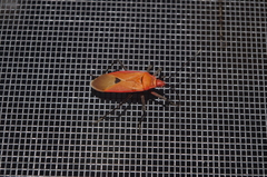 Dysdercus fuscomaculatus