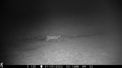 Leptailurus serval constantina