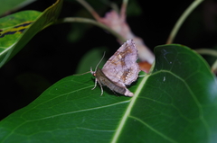 Pangrapta flavomacula