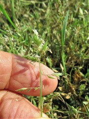 Eragrostis reptans