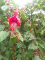 Fuchsia magellanica