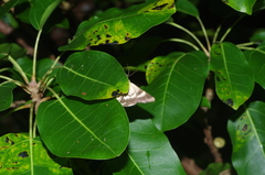 Ercheia dubia
