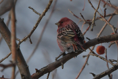 Carpodacus roseus