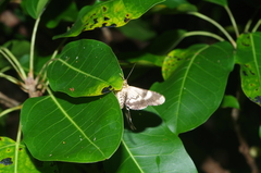 Ercheia dubia
