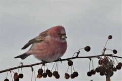 Carpodacus roseus
