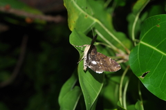 Ercheia dubia