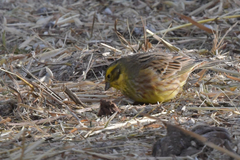 Emberiza citrinella × leucocephalos