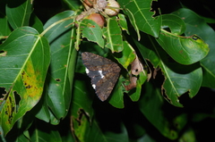 Ercheia dubia